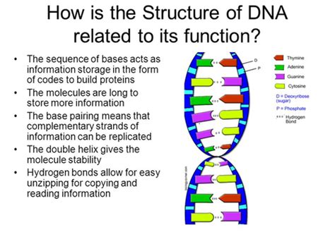 what is dna quizlet|human dna includes quizlet.